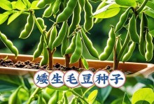 掌握这些技巧，你也能成为毛豆种植高手！（时间、方法、环境，让你一步步学会种植毛豆。）