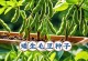 掌握这些技巧，你也能成为毛豆种植高手！（时间、方法、环境，让你一步步学会种植毛豆。）
