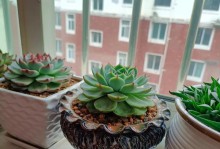 用心种植，打造到家的多肉天堂（多肉养护攻略，解锁绿植之美）