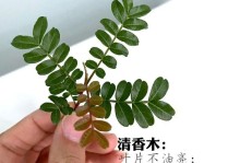 清香木掉叶子的原因及解决方法（保护清香木，终止叶片凋落烦恼）