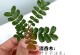 清香木掉叶子的原因及解决方法（保护清香木，终止叶片凋落烦恼）