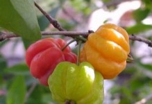 探秘长红果的植物世界（了解长红果的原理、形态与生长环境）
