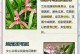 兰花叶子黄了怎么办？（教你解决兰花叶子变黄的方法，保持兰花健康生长）