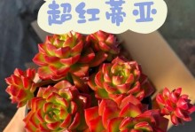 多肉蒂亚的养殖方法与养护要点（打造多肉世界的新宠，让你爱上这种高颜值植物）