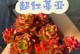 多肉蒂亚的养殖方法与养护要点（打造多肉世界的新宠，让你爱上这种高颜值植物）