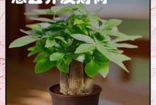 如何正确养护乌龟缸里的发财树（让你的发财树健康成长，为你带来财富和好运）