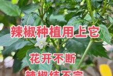 尖椒种植全攻略（种植时间、方法及注意事项）
