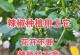 尖椒种植全攻略（种植时间、方法及注意事项）