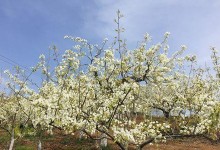 李树开花结果的奥秘（探讨李树开花结果的年限及其影响因素）