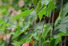 冬季金铃花养殖技巧（打造温暖冬日的金铃花花园）