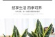 金边的逐渐消失（遗憾与反思——金边失去的原因及对策探讨）