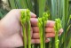 刚上盆兰花的养护技巧（以刚上盆兰花怎么养为主题的全面指南）