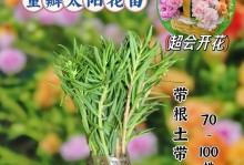 太阳花的生长与开花时间（了解太阳花的生长习性和养护技巧，培育良好的太阳花植株）