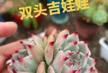 探秘吉娃娃多肉的生命迹象（如何判断一株吉娃娃多肉是否健康活泼）