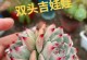 探秘吉娃娃多肉的生命迹象（如何判断一株吉娃娃多肉是否健康活泼）
