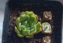 生根粉可以浇多肉吗？（多肉浇水的误区与正确方式）