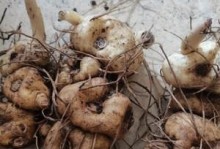 黄精喜阳还是喜阴？——解密黄精的生态环境要求（探究黄精的生态特征、生长条件及适宜栽培方式）