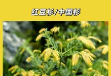 红豆杉到底喜阴还是喜阳？（科学解析红豆杉的生长环境）