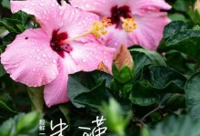 扶桑夏天怎么养（打造健康繁盛的扶桑夏天生态）