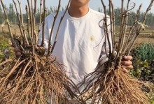 牡丹花种植土的配方与技巧（打造营养丰富的牡丹花种植土，）
