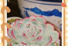 多肉叶片根部变软怎么办？（多肉植物叶片根部软化处理技巧，帮你解决多肉死亡问题）