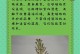 如何正确养护花卉蕨？（打造美丽花园的不二选择）