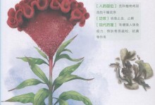 鸡冠花种子的最佳播种时间（何时种植才能获得最佳效果？）