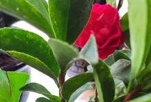 怎样处理尚未开放的四月茶花（保护茶花，期待绽放）