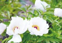 白芍种植时间与生长周期（掌握种植技巧，提高产量）