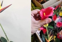 木土花（传承千年的手艺，展现大自然的魅力）