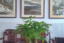 发财树多肉的养殖方法与注意事项（发财树多肉养殖，成功种植的关键要点）
