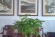 发财树多肉的养殖方法与注意事项（发财树多肉养殖，成功种植的关键要点）