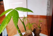 如何拯救发财树烂根问题（重生方法和技巧）