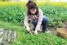 以马兰头的扦插种植技术（掌握马兰头的种植方法，打造绿色家园）