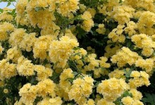盛开芳华，木本植物花海漫步（探寻木本开花的秘密，献给植物迷的一份礼物）