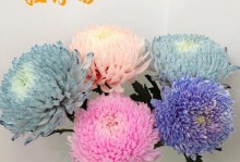 鲜花养护秘籍——如何养护鸟巢菊（打造绚丽花园，从鸟巢菊开始）