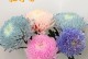 鲜花养护秘籍——如何养护鸟巢菊（打造绚丽花园，从鸟巢菊开始）