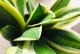 虎皮兰的养护技巧及防治虫害方法（保护你的虎皮兰，远离害虫的侵袭！）