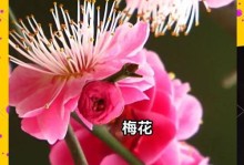 梅花繁殖的奇妙之道（探秘梅花的繁殖方式，解开大自然的谜团）