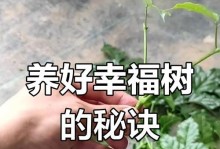 幸福树的养植方法（打造幸福家园，从养植幸福树开始）