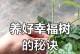 幸福树的养植方法（打造幸福家园，从养植幸福树开始）