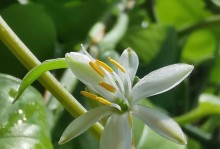 科学施肥，让吊兰茁壮成长（怎样给吊兰施肥？）