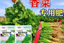 香菜的生长期及关键信息（揭秘香菜的生命周期与最佳栽培技巧）