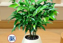 养护长竹的秘诀（打造翠绿清爽的长竹林）