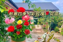 如何养护玫瑰花的全指南（玫瑰花养护的关键技巧和方法）