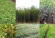 如何种植桂花树种子（从选种到养护，让你的桂花树茁壮成长）