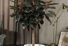 选择最佳品种的橡皮树，培育繁荣的经济园林