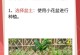 石斛兰的养殖方法及注意事项（打造绿色家居的理想选择，关注石斛兰）