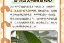 发财树叶发黄的原因及解决方法（如何保持发财树绿叶茂盛的秘诀）