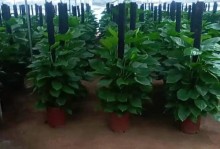 绿缧种植指南——从选址到收获的全过程